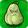 Squash