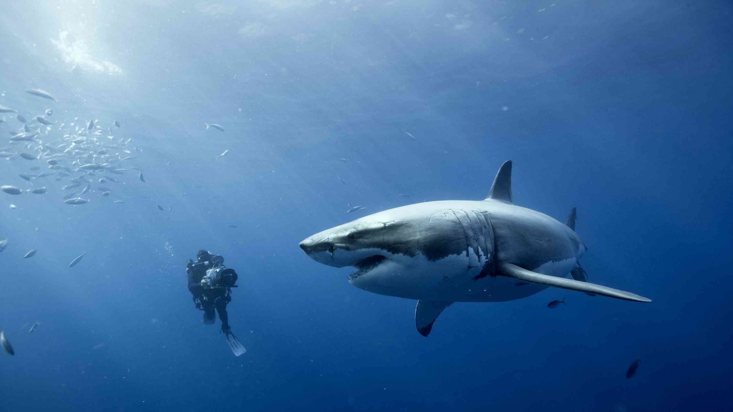The most dangerous animal. Белая акула. Большая белая акула.