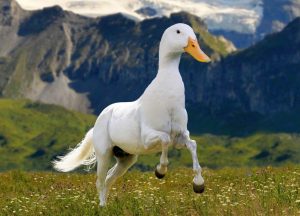 Horse Duck by FieldFabricBro